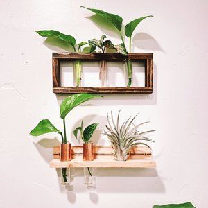 Minze Wall Mounted Plant Propagation Station + Air Plant Display Duo